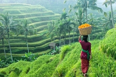 Rice-Fields-Bali-Indonesien